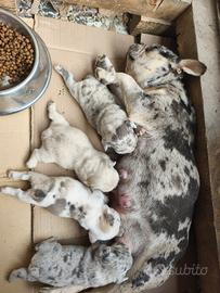 Bulldog Francese
