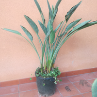 Sterlizia doppio fiore