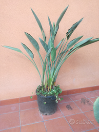 Sterlizia doppio fiore