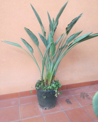 Sterlizia doppio fiore