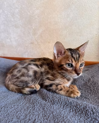 Gatti del Bengala