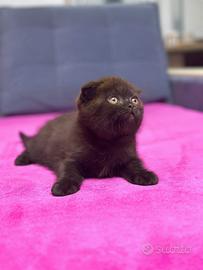 Scottish fold cioccolato