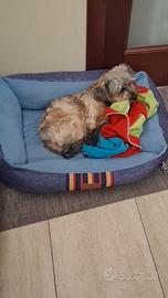 Yorkshire x fidanzato