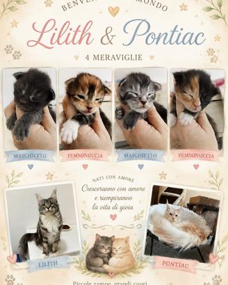 Cuccioli Mainecoon