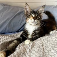 Cuccioli Maine Coon