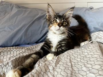 Cuccioli Maine Coon
