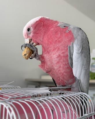 Cacatua Roseicapilla