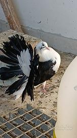 Colombi Pavoncella
