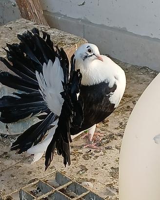 Colombi Pavoncella