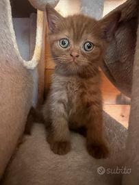 British short hair Cinnamon