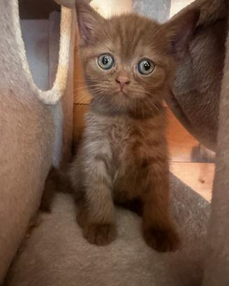 British short hair Cinnamon