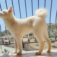 Cuccioli AKITA Inu e BICHON Frisè con PEDIGREEenci