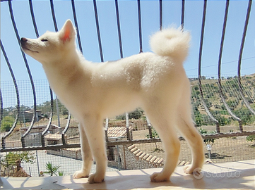 Cuccioli AKITA Inu e BICHON Frisè con PEDIGREEenci