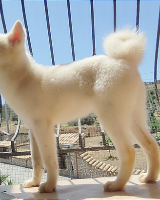 Cuccioli AKITA Inu e BICHON Frisè con PEDIGREEenci