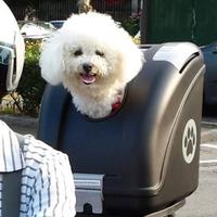 POW Pet Carrier Trasportino per Cani E Gatti