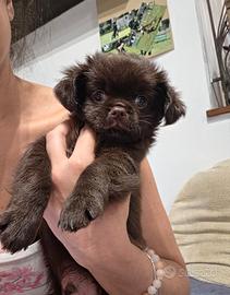Chihuahua maschietto cioccolato