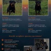 ROTTWEILER, Cucciolata alta genealogia