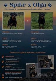 ROTTWEILER, Cucciolata alta genealogia