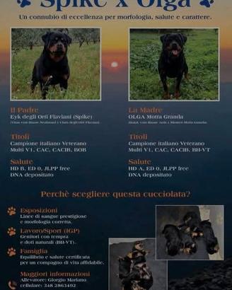 ROTTWEILER, Cucciolata alta genealogia pronta cons