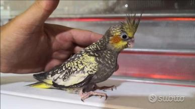 Pappagalli Calopsite DA IMBECCO