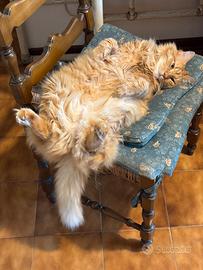 Si cede gatto a famiglia amorevole