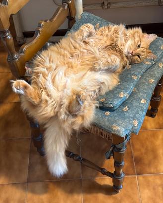 Si cede gatto a famiglia amorevole