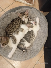 Cuccioli bengala-generici