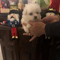 Maltesine pure dolcissime pronte a cercare casa