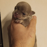 Chihuahua Toy