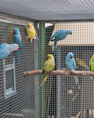 parrocchetti dal collare adulti