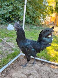 Gallo Ayam Cemani puro 6/7 mesi