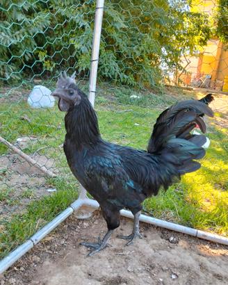 Gallo Ayam Cemani puro 6/7 mesi