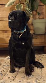 Labrador/cane corso