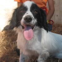 Adozione simpatico cagnolino in canile a Roma nord