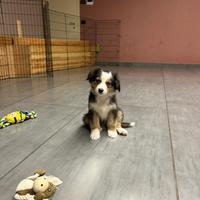 Cucciola Pastorie australiano con pedigree Enci