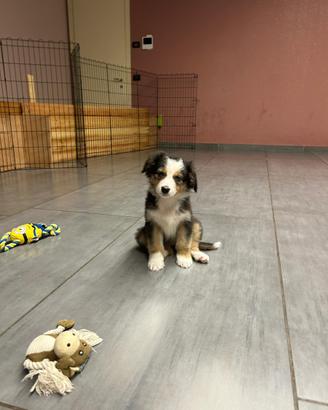 Cucciola Pastorie australiano con pedigree Enci