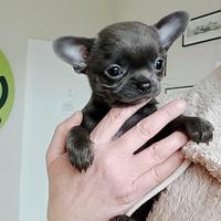 Chihuahua pedigree ENCI