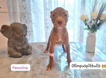 cuccioli Pitbull 