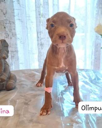 cuccioli Pitbull 