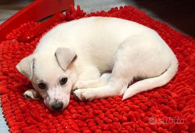 Jindo dog e lagotto toy