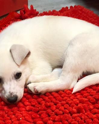 Jindo dog e lagotto toy