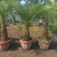 Palma Phoenix Roebelenii