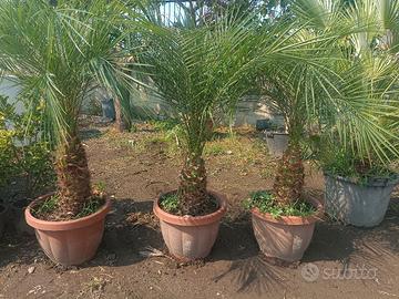 Palma Phoenix Roebelenii