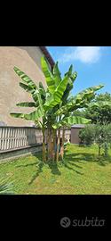 piante di banano