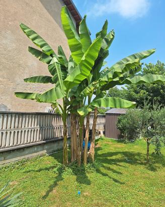 piante di banano