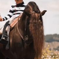 Cavallo Andaluso