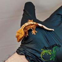 Allevamento gechi ciliatus ChrisGeckos