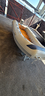 lomac-4-mt-con-evinrude-15-hp