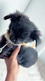 Chihuahua pelo lungo