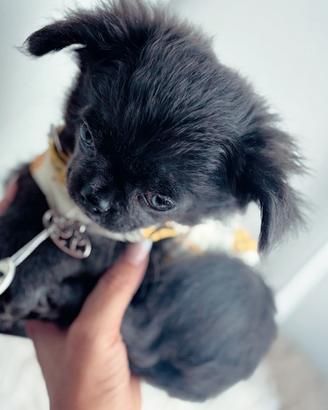 Chihuahua pelo lungo